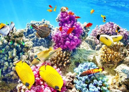 زیستگاه ۲۰ هکتاری مرجان دریایی در آب‌های خلیج فارس شناسایی شد