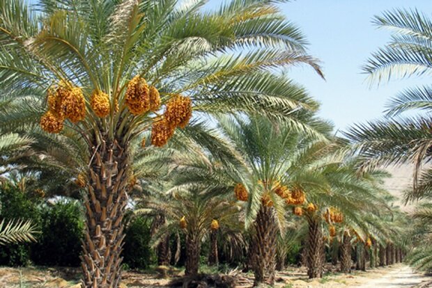 پیش بینی برداشت بیش از ۲۰۰ هزار تن محصول از نخیلات استان بوشهر