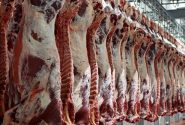 بمب خاموش در دامداری‌ها؛ تب کریمه‌کنگو در کمین مصرف‌کنندگان گوشت!