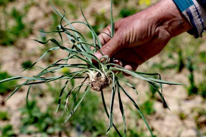 طرح کشت گیاهان دارویی در مناطق عشایری دشتستان اجرا می‌شود