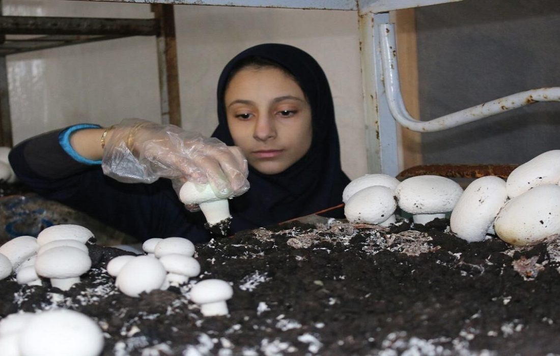 خودکفایی ۲۴۰۰ مددجوی بوشهری طی دهه فجر