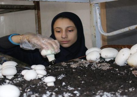 طرح ملی «زنان کار آمد روستای سرآمد» در استان بوشهر عملیاتی شد