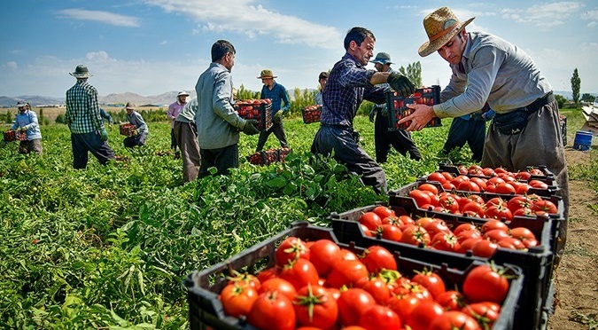 برداشت ۶۰ هزار تن گوجه‌فرنگی از مزارع استان بوشهر