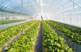 تولید 30 هزار تن محصول از گلخانه‌های دشتی