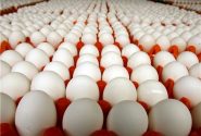 ضبط محموله بزرگ تخم‌مرغ در عسلویه