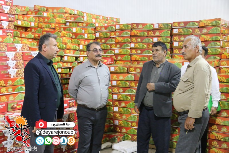 صنایع بسته‌بندی و فرآوری خرما در استان بوشهر حمایت می‌شوند