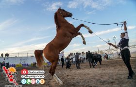 جشنواره و همایش زیبایی اسب اصیل ایرانی در شیراز