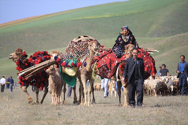 ورود عشایر به مراتع استان بوشهر آغاز شد