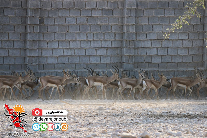 سرمایه‌گذاری ۳۰ هزار میلیون ریالی پرورش آهو در دشتستان