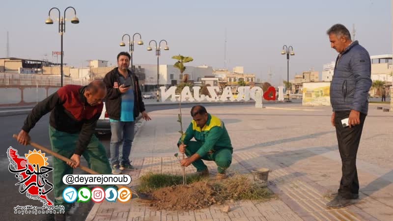 کاشت ۵۰ اصله نهال سپستان در خیابان شهید چمران برازجان