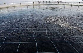 صادرات آبزیان استان به اوج رسید