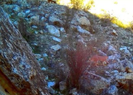 یک جفت کاراکال در منطقه شکار ممنوع ارم دشتستان مشاهده و ثبت شد