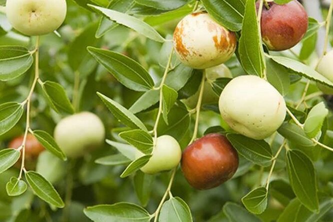برداشت میوه کُنار از باغ‌های استان بوشهر آغاز شد