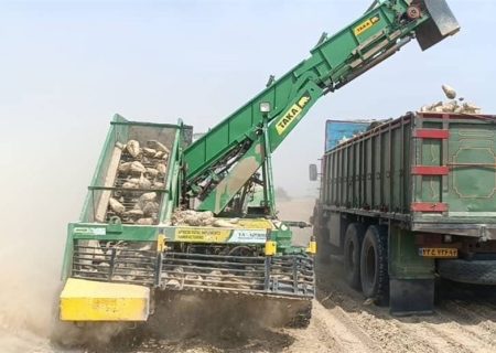 آغاز برداشت چغندرقند برای نخستین بار در استان بوشهر