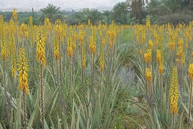 برداشت «آلوئه‌ورا» از مزارع موقوفه در شهرستان جم