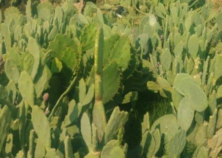 ۴ هکتار زمین‌های اوقافی جم بوشهر زیر کشت کاکتوس قرار گرفت
