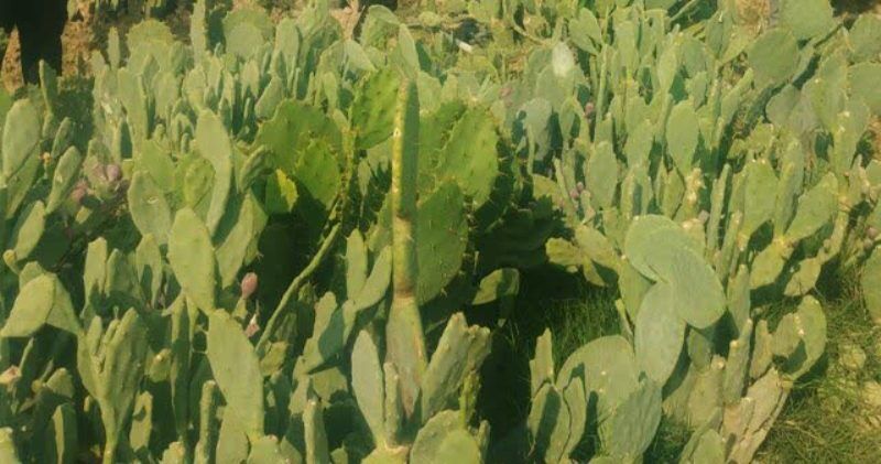۴ هکتار زمین‌های اوقافی جم بوشهر زیر کشت کاکتوس قرار گرفت