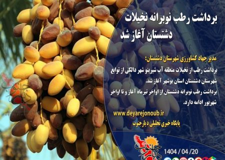 برداشت رطب نوبرانه نخیلات دشتستان آغاز شد+ فتوخبر