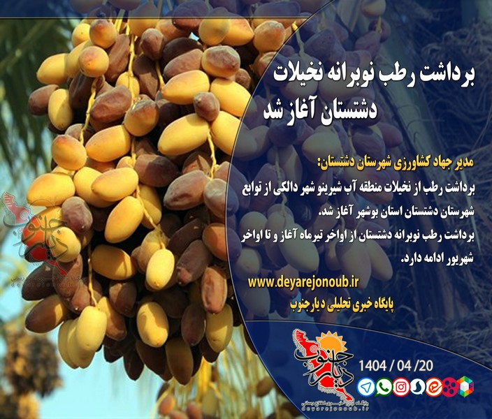 برداشت رطب نوبرانه نخیلات دشتستان آغاز شد+ فتوخبر