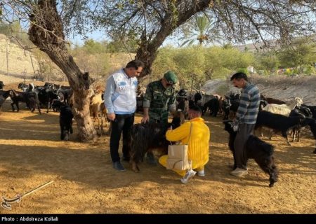 خدمات رایگان دامپزشکی در قالب اردوی جهادی در شهرستان دشتستان
