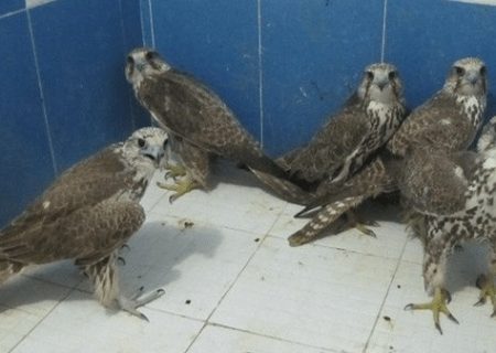 پرندگان ۵۰ میلیاردی در بوشهر به مقصد نرسیدند!
