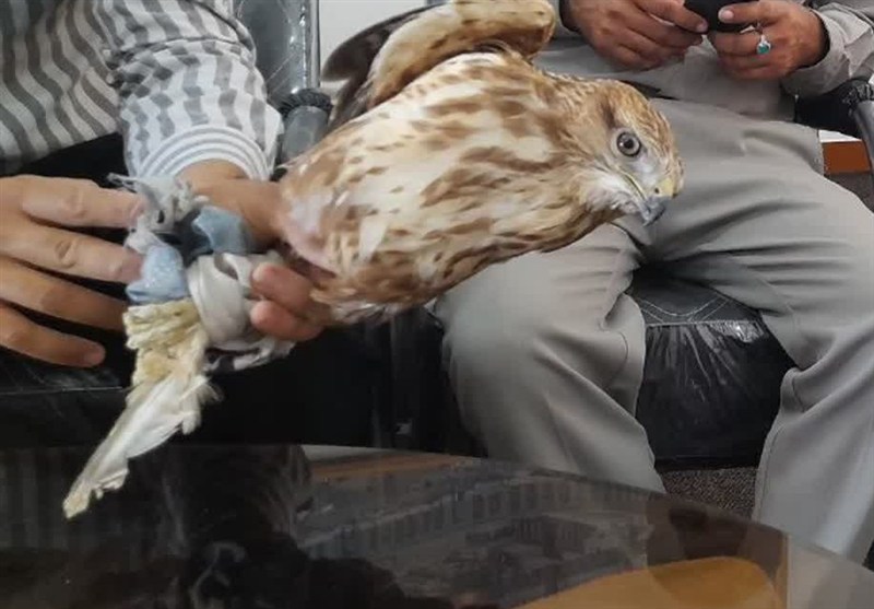 نجات پرنده شکاری توسط بسیجیان شهرستان دیر