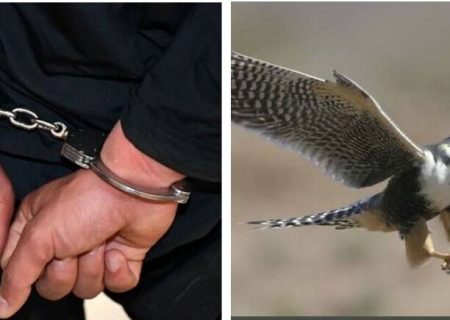 متخلف زنده‌گیری پرندگان شکاری در دیلم دستگیر شد