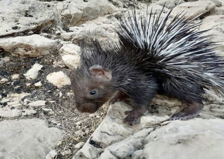 دستگیری شکارچیان غیرمجاز تشی دشتستان