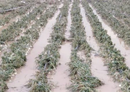 خسارت به ۵۰۰ هکتار محصول گوجه‌فرنگی استان بوشهر