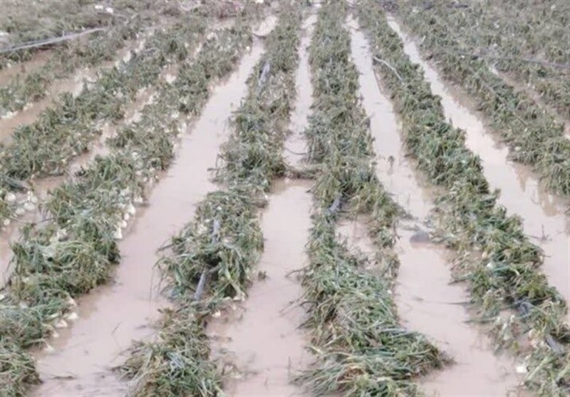 خسارت به ۵۰۰ هکتار محصول گوجهفرنگی استان بوشهر