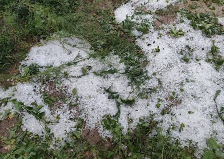 تگرگ به ۴۰۰ هکتار مزارع گوجه فرنگی بردخون خسارت زد