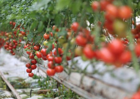 بذر هیبرید گوجه فرنگی در بوشهر رونمایی شد