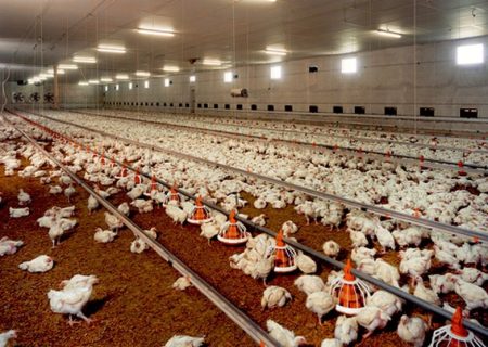 افزایش تولید گوشت مرغ در استان بوشهر