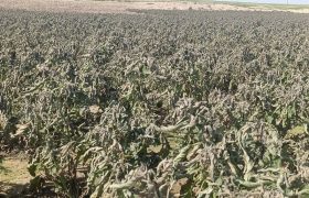 سرمازدگی 100 هکتار از محصولات جالیزی شبانکاره دشتستان