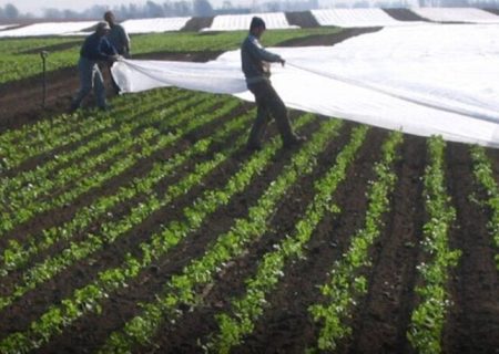 صدور هشدار سطح زرد هواشناسی در استان بوشهر؛ کشاورزان مراقب باشند