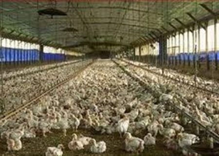 ایمن‌سازی ۱۷ هزار پرنده بومی در دیر در برابر بیماری نیوکاسل