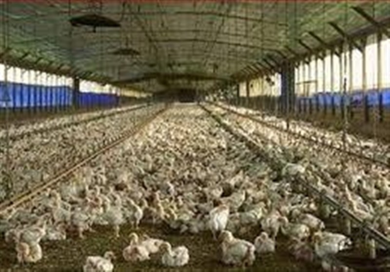 ایمنسازی ۱۷ هزار پرنده بومی در دیر در برابر بیماری نیوکاسل