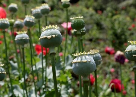 تصویب کشت «شقایق الیفرا» برای تامین موادمخدر دارویی کشور
