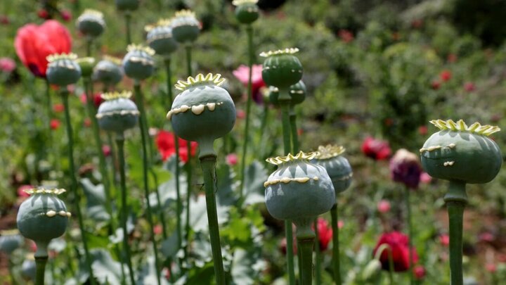 تصویب کشت «شقایق الیفرا» برای تامین موادمخدر دارویی کشور