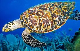 بوشهری‌ها پاسبانان موفق لاکپشت‌های منقار عقابی