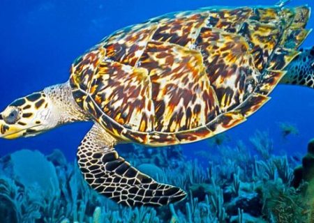 بوشهری‌ها پاسبانان موفق لاکپشت‌های منقار عقابی