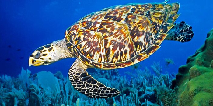 بوشهریها پاسبانان موفق لاکپشتهای منقار عقابی