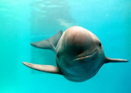 مرگ یک نوزاد گرازماهی در سواحل بوشهر