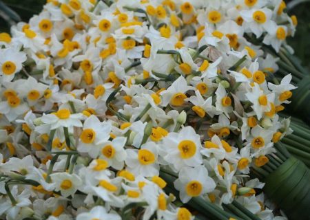 میزان تولید سالانه گل نرگس در استان بوشهر