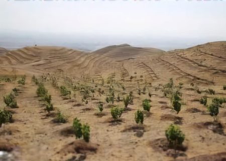 توسعه زراعت چوب در بوشهر با استفاده از پساب شهری