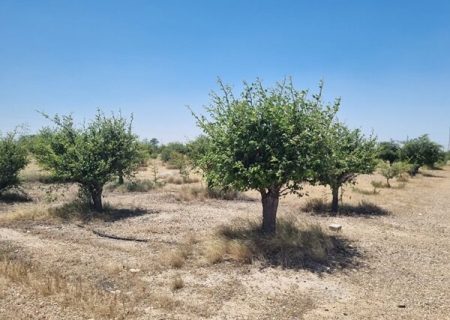 احداث باغ بذر گونه‌های درختی در بوشهر آغاز شد