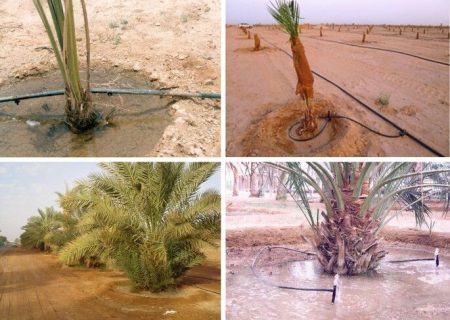 طرح آبیاری نوین، مصرف آب نخیلات بوشهر را ۶۶ درصد کاهش داد