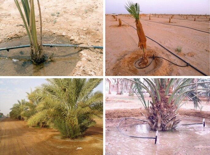طرح آبیاری نوین، مصرف آب نخیلات بوشهر را ۶۶ درصد کاهش داد