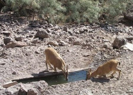 تداوم «نذر طبیعت» برای تأمین آب حیات‌وحش در تنگ باهوش