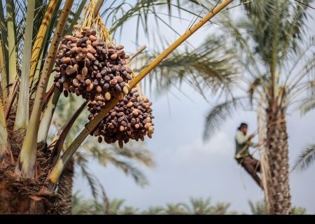رویداد «مخ برون» ثبت ملی شد